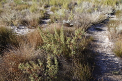 Cliffortia acanthophylla