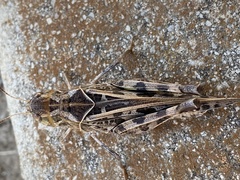 Hippiscus ocelote