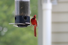 Cardinalis cardinalis