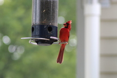 Cardinalis cardinalis