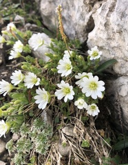Cerastium latifolium