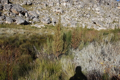 Cliffortia acanthophylla