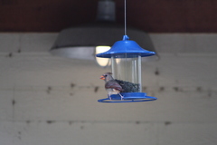 Cardinalis cardinalis