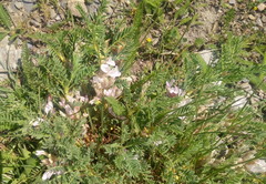 Astragalus sempervirens