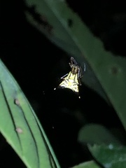 Micrathena acuta