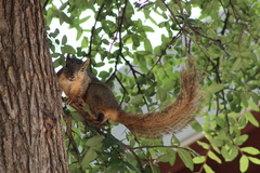Sciurus niger