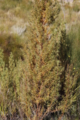 Cliffortia acanthophylla
