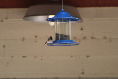 Poecile carolinensis