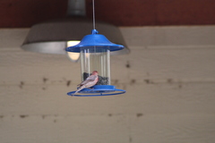 Haemorhous mexicanus