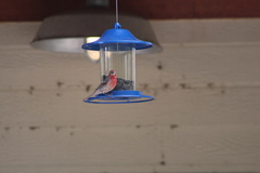 Haemorhous mexicanus