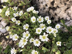 Cerastium latifolium