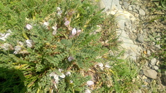 Astragalus sempervirens