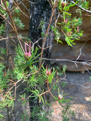 Darwinia procera