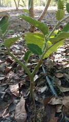 Solanum sessiliflorum