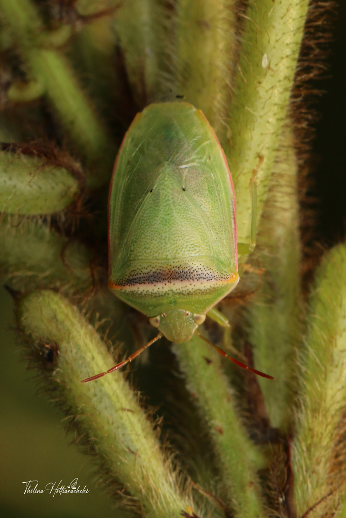 Piezodorus hybneri