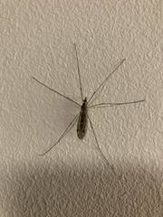 Tipula