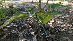 Solanum sessiliflorum