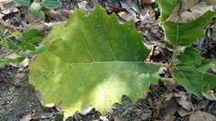 Solanum sessiliflorum