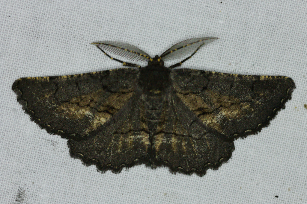 Nychiodes andalusiaria