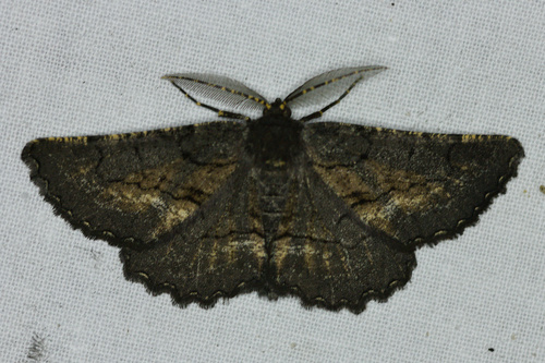 Anthracite andalou