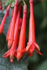 Fuchsia sessilifolia