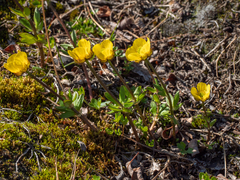 Ranunculus nivalis