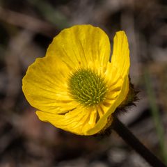 Ranunculus nivalis