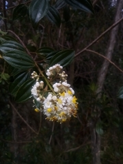 Miconia crocea