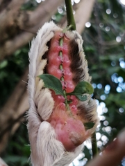 Megalopygidae