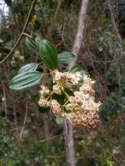 Miconia crocea