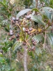 Miconia crocea