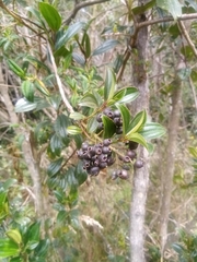 Miconia crocea