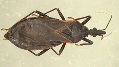 Triatoma rubida