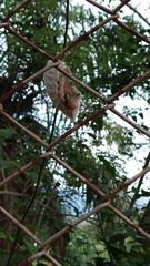 Megalopygidae