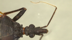 Triatoma rubida