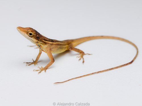 Silky Anole