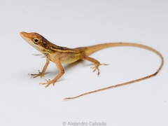 Silky Anole photo 3