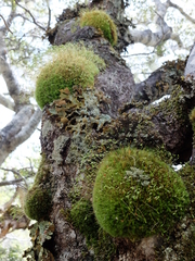 Leptostomum inclinans