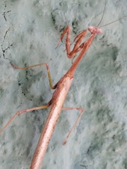 Schizomantodea