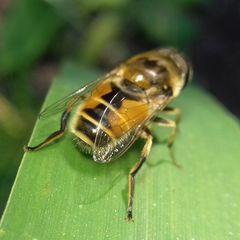 Eristalis arbustorum