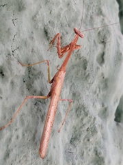 Schizomantodea