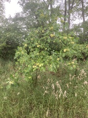 Ptelea trifoliata mollis