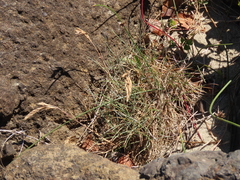 Festuca ammobia