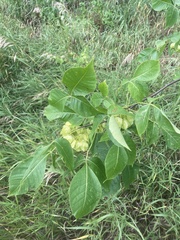 Ptelea trifoliata mollis