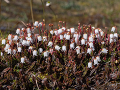 Cassiope tetragona