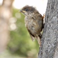 Passer montanus