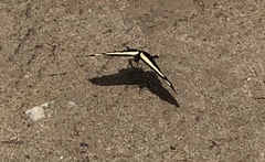 Heraclides torquatus