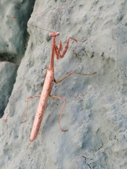 Schizomantodea