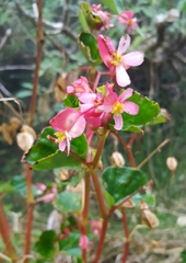 Begonia cucullata