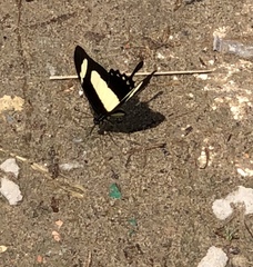 Heraclides torquatus